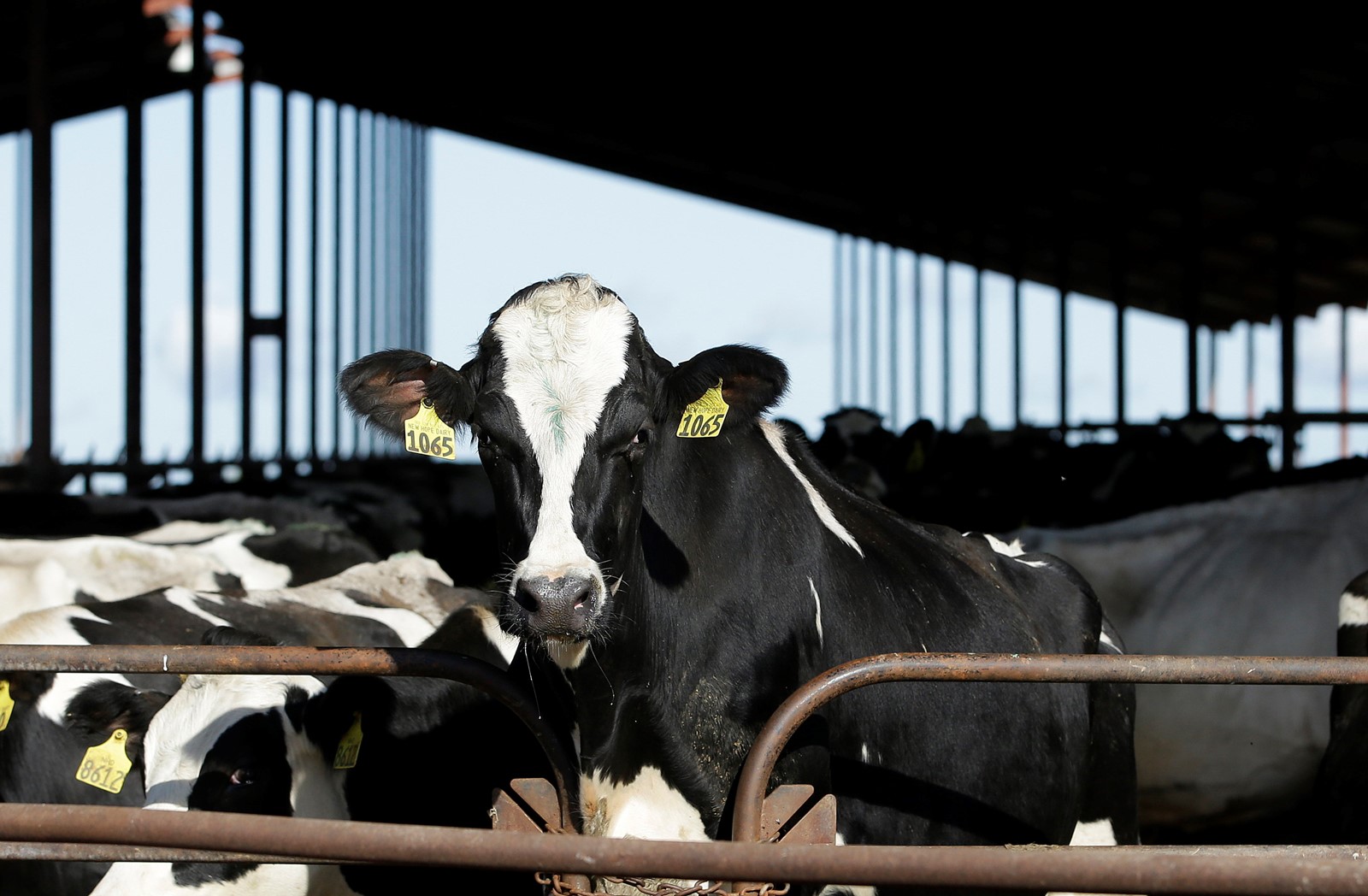 bird_flu_dairy_cows_50143__87e85_1087985321.jpg