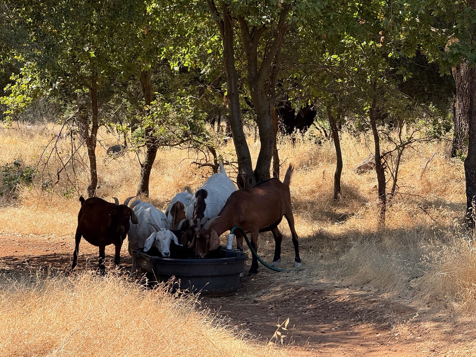GOATS-03_1095366160.jpg