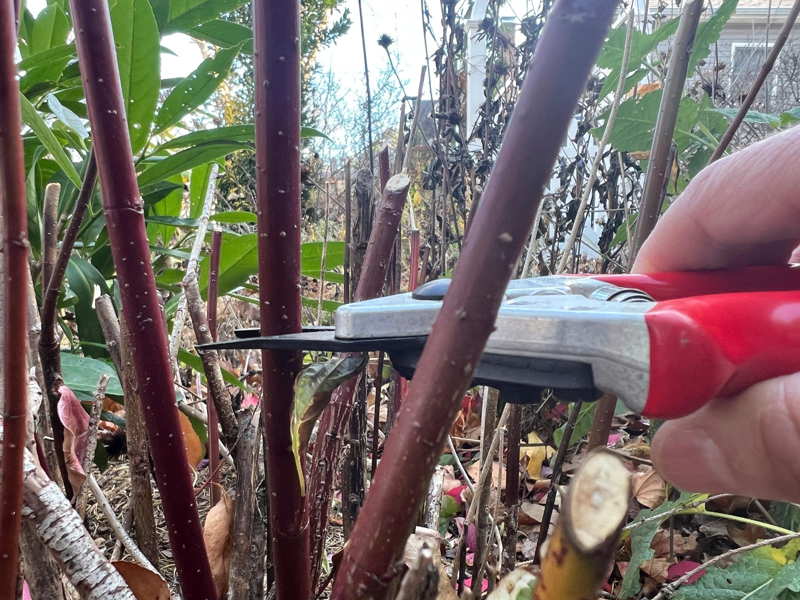 Gardening_Hardwood_Cuttings_71071#3_1087332295.jpg
