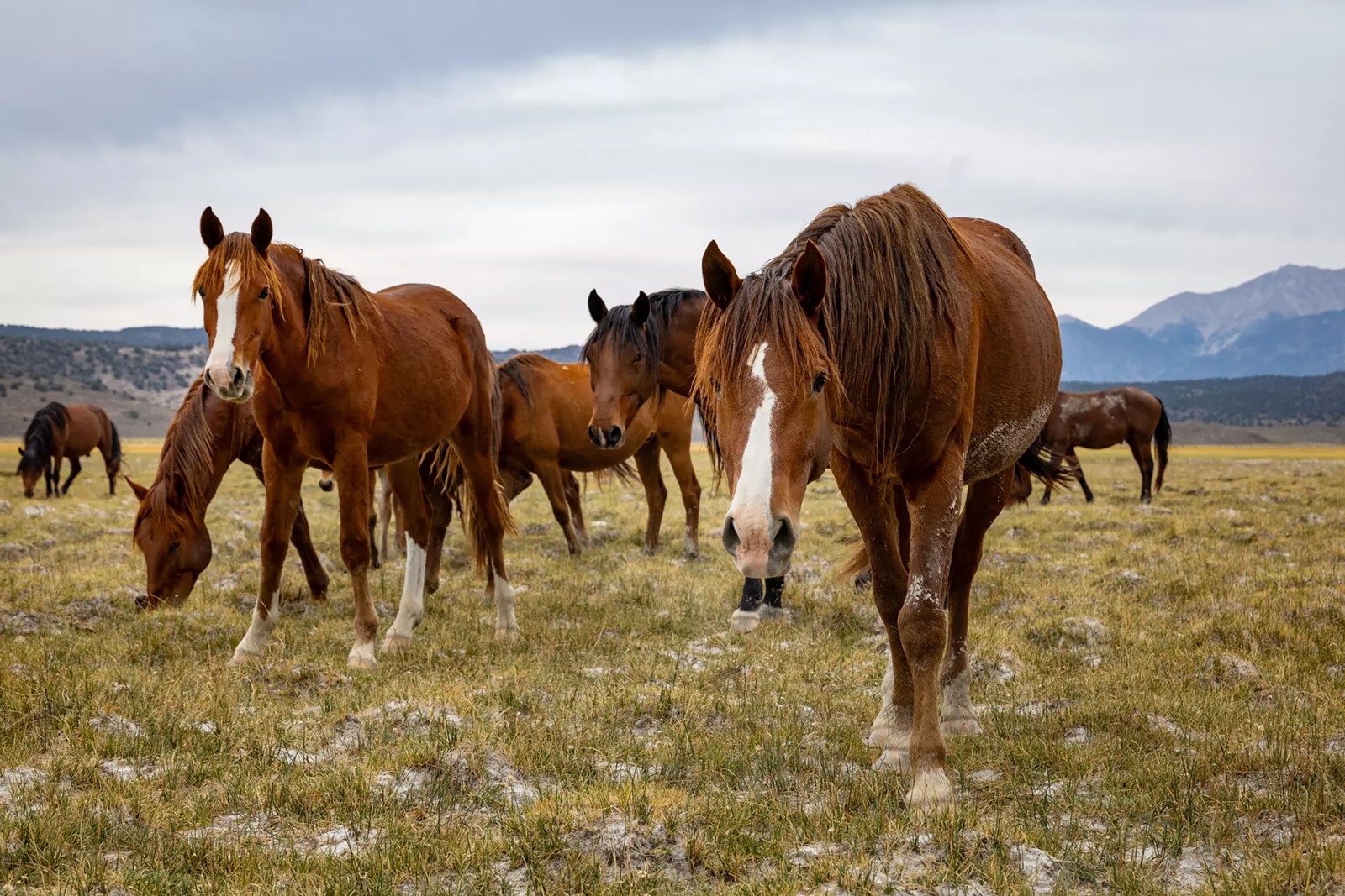 202510140400MCT_____PHOTO____LIFE-ENV-CALIF-WILD-HORSES-8-LA_1098712478.jpg