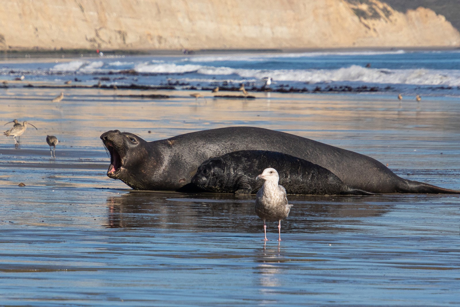 SJM-Z-SEALPUP-0213-1_1074947231.jpg