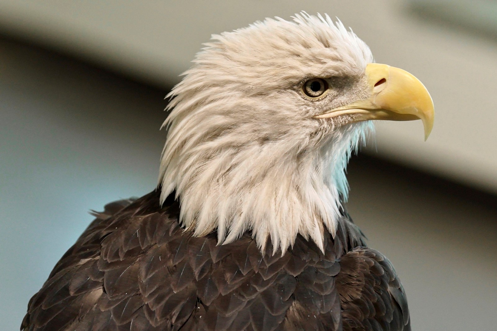 Sacred_Bald_Eagles_97274--72131_1095371412.jpg