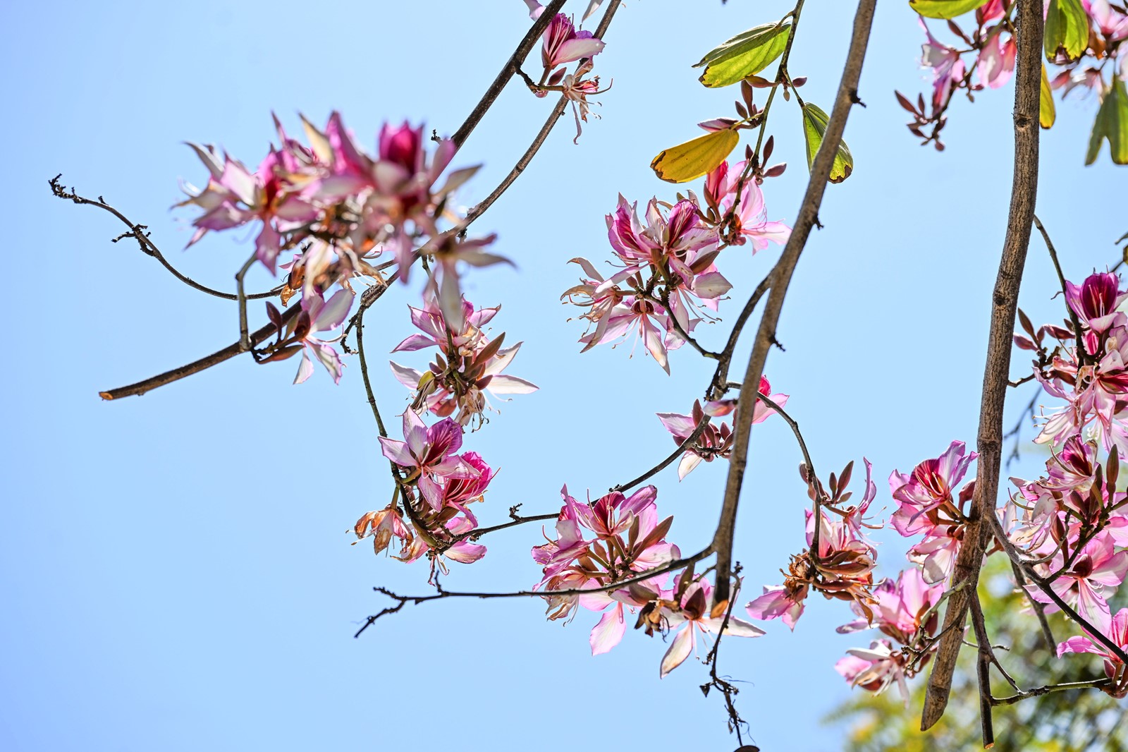 0404_NWS_RPE-L-PINK-0404-02_1091598294.jpg