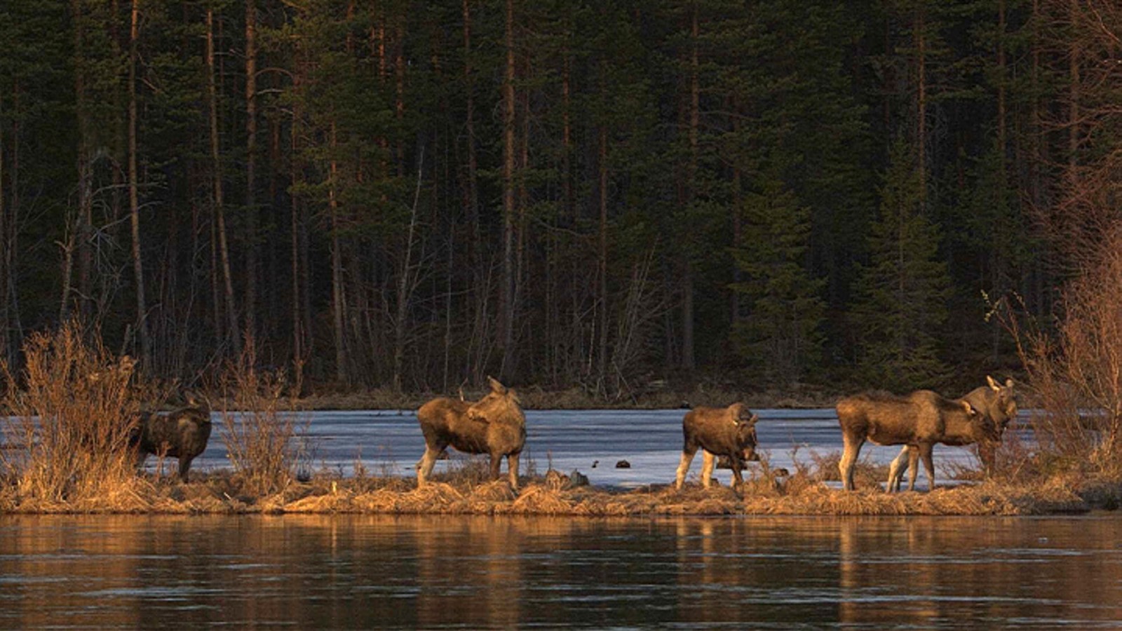 Sweden_Great_Moose_Migration_85545--a76c9_1092137227.jpg