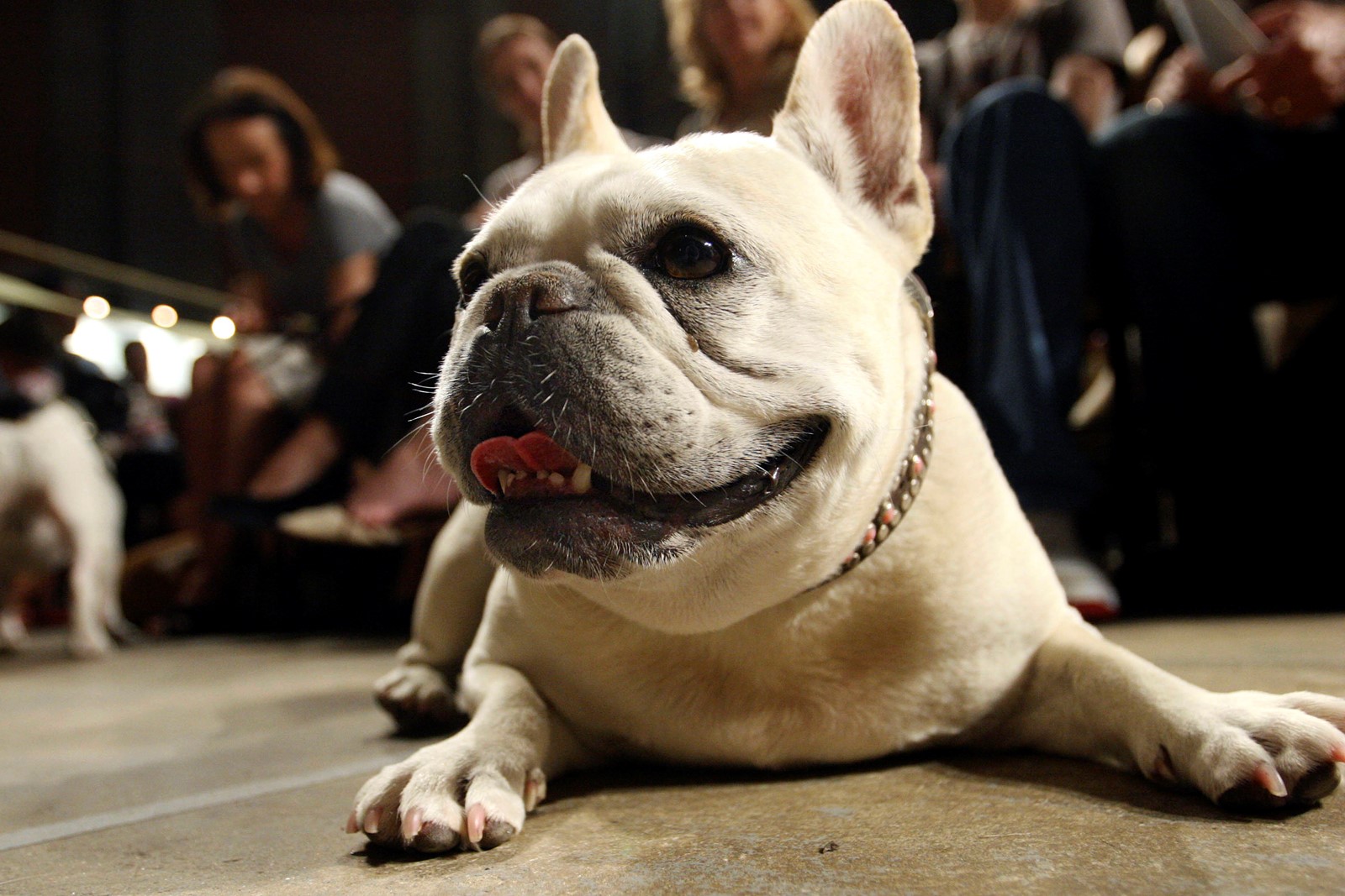 Dogs_Popular_Breeds_15429--6c591_1060527068.jpg