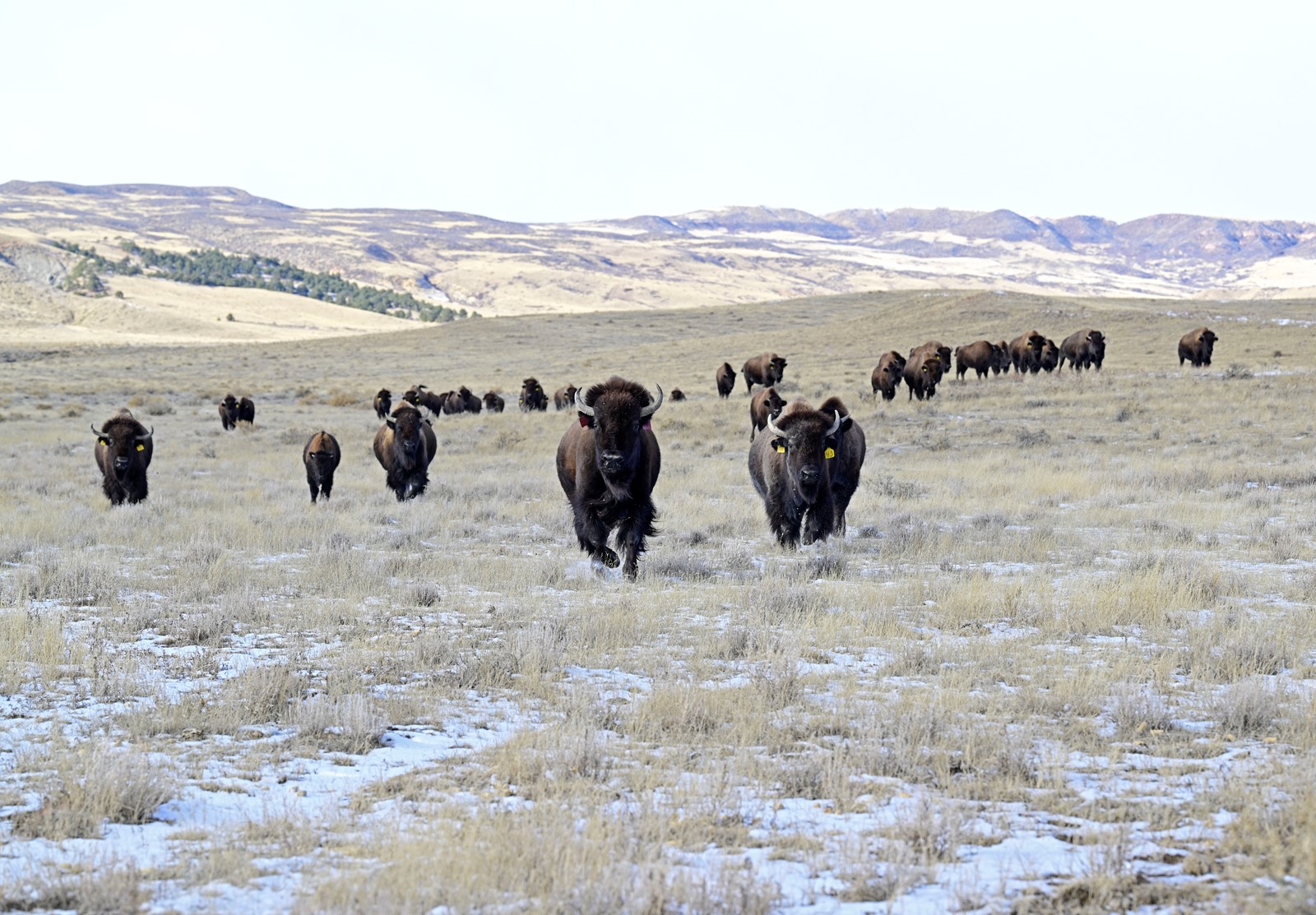 RHC-L-Bison2-js-1206_1100755327.jpg