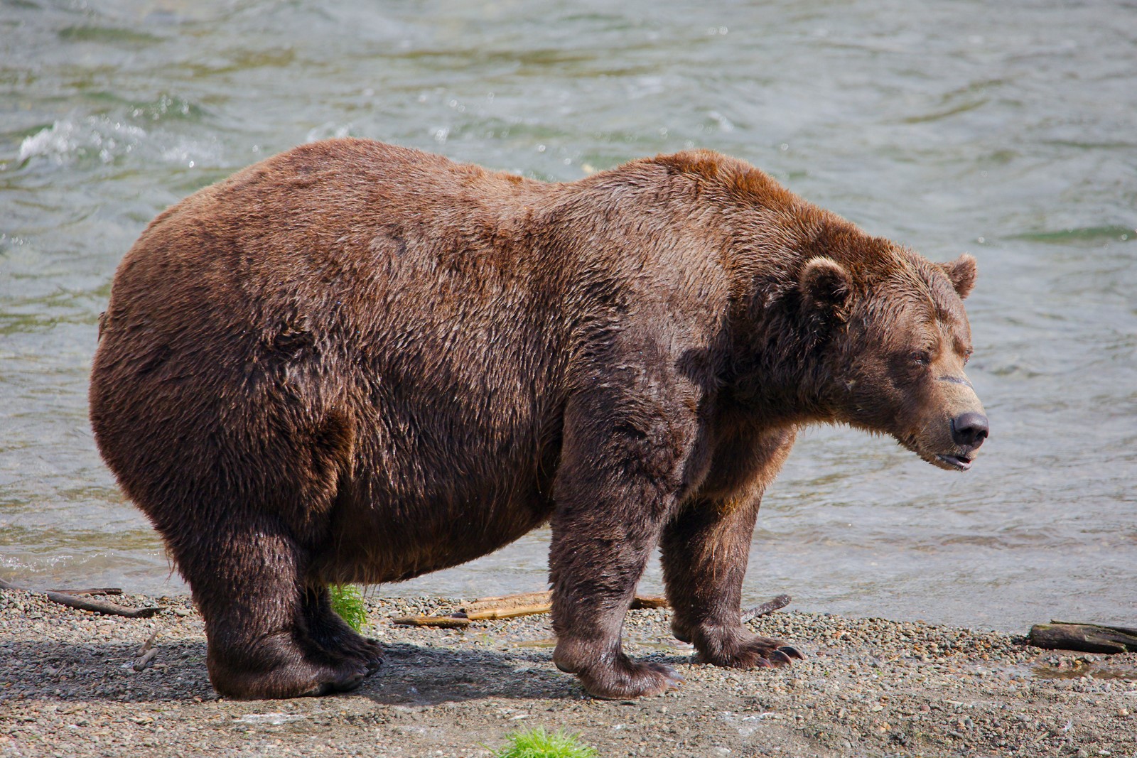 Alaska_Fat_Bear_Week_96026--2808a_1084771068.jpg