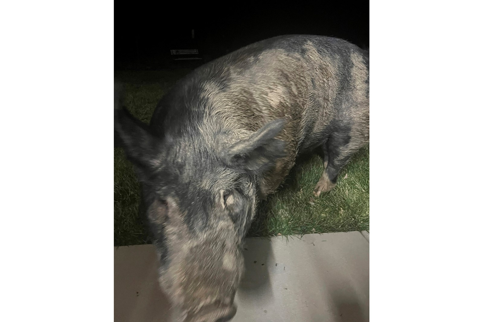 Wayward_Wisconsin_Pig_98972--8d684_1075952792.jpg
