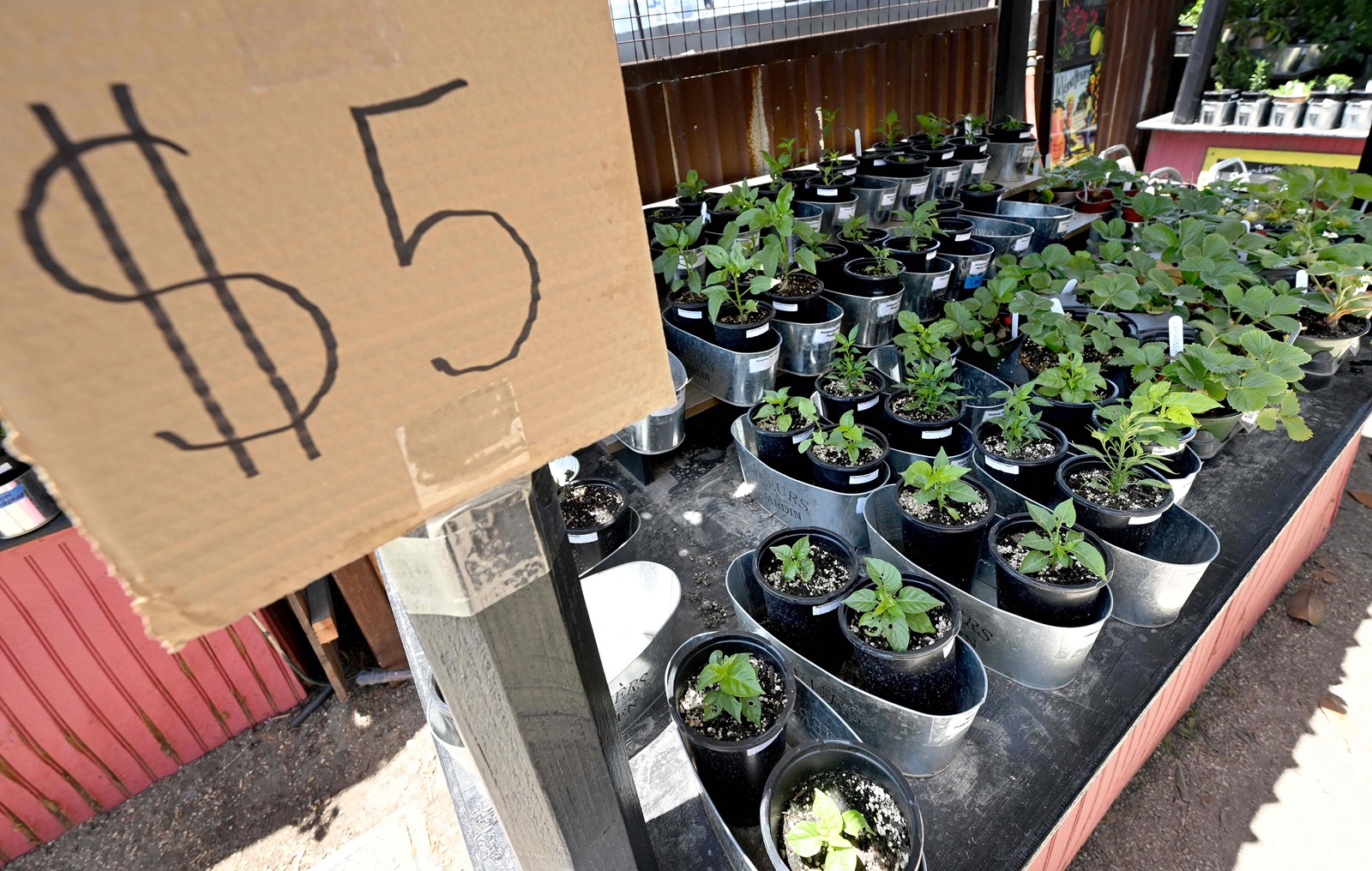 0515_NWS_IDB-L-FAIRPLANTS-0515-12-WL_1093147515.jpg