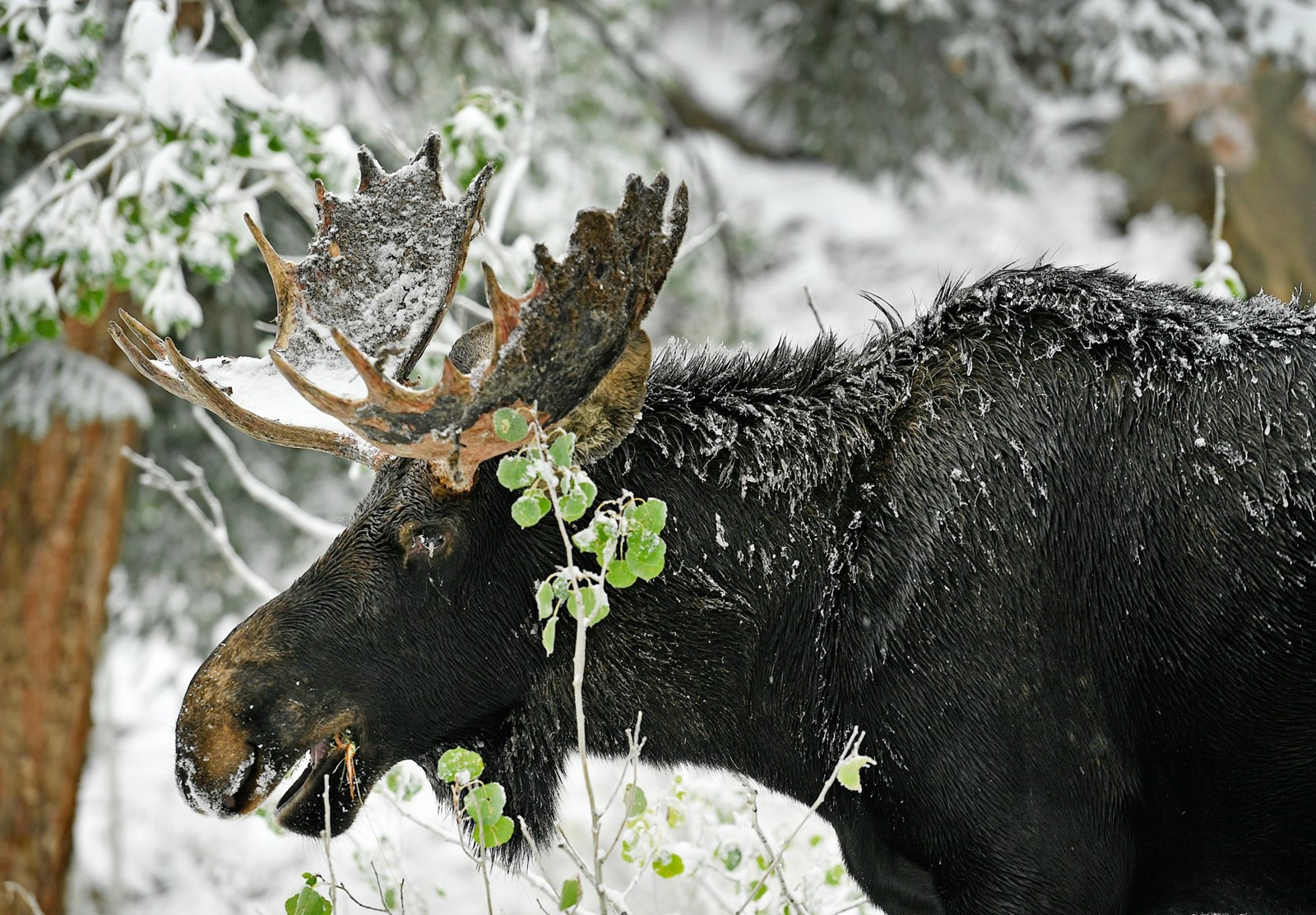 TDP-L-MOOSE_040_1109097672.jpg