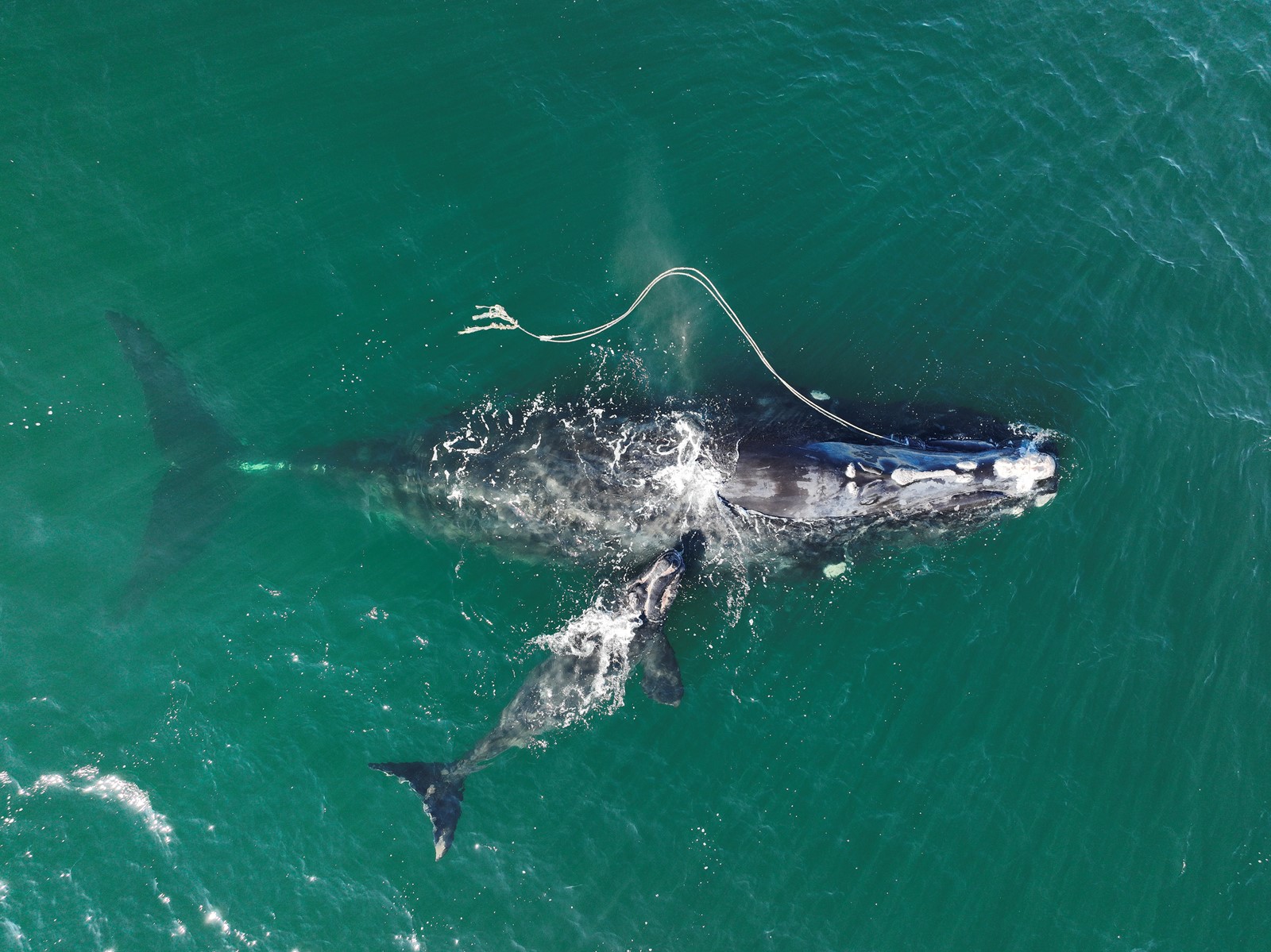 Right-Whale-Protection_65265.jpg-b1a91_1054436797.jpg