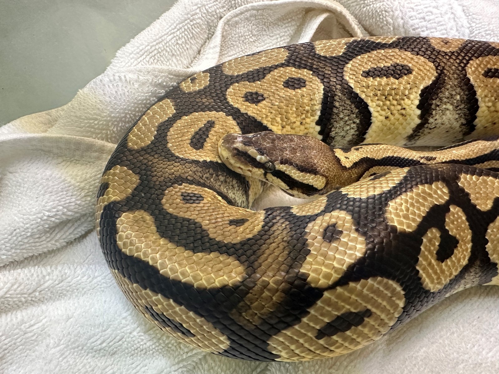 PAS-L-MONROVIA-PYTHON-1003-01_1098287869.jpg