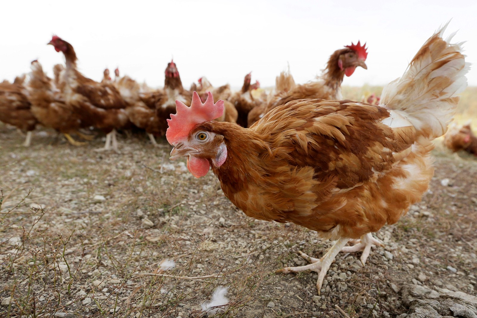 Egg_Prices_26631--3b2bf_1090216599.jpg