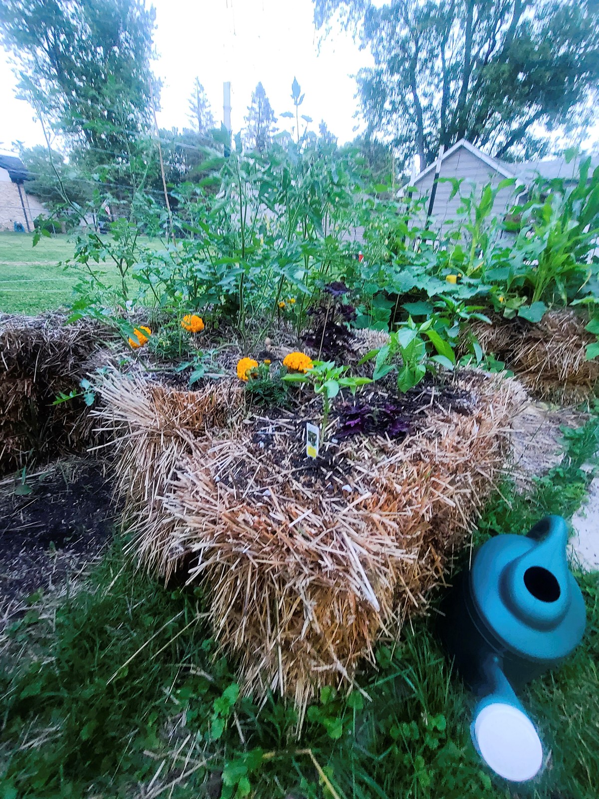 Gardening-Straw_Bales_80211--0c305_1078739307.jpg