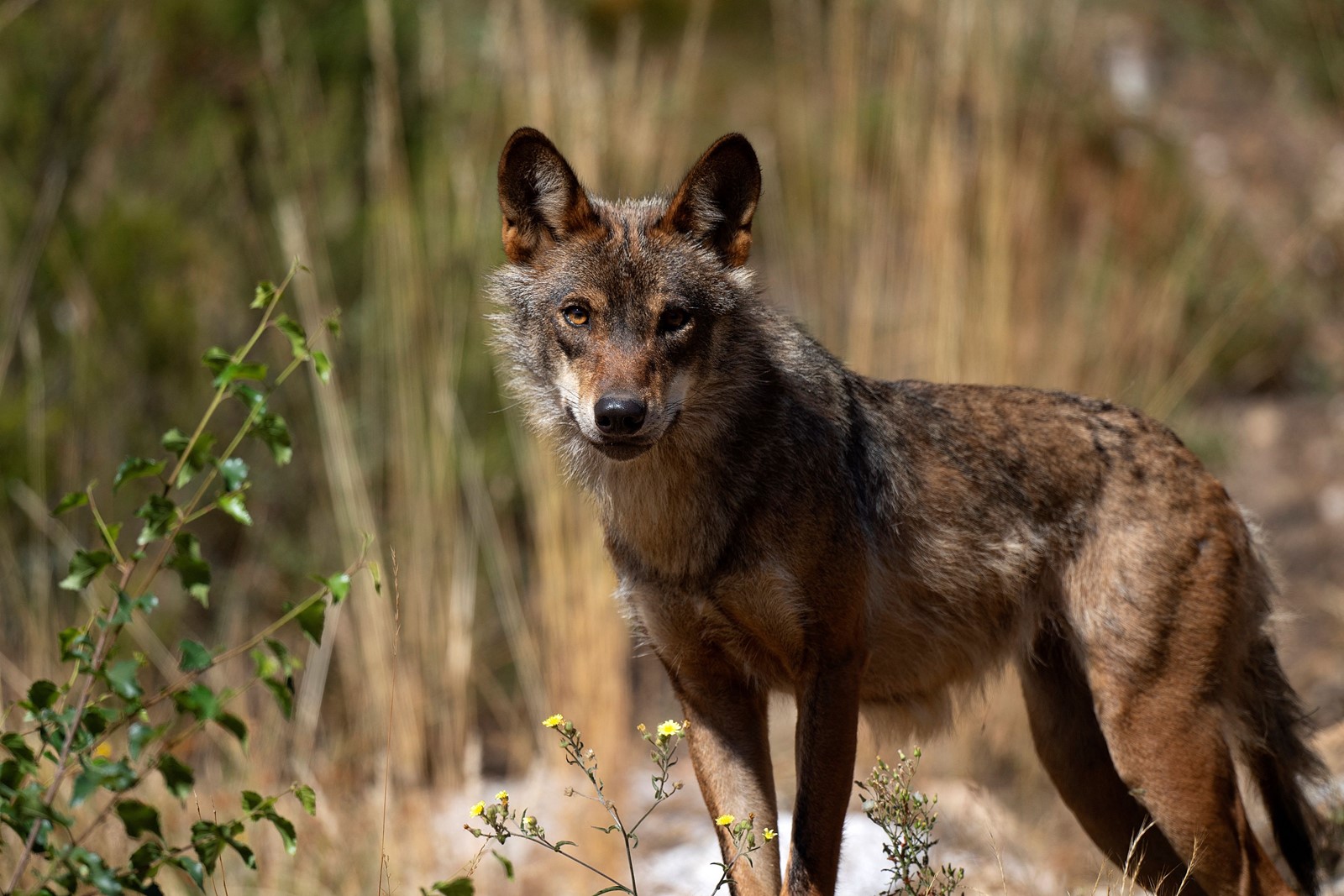 0825_NWS_TPD-Z-wolves-083026-02_1110147196.jpg