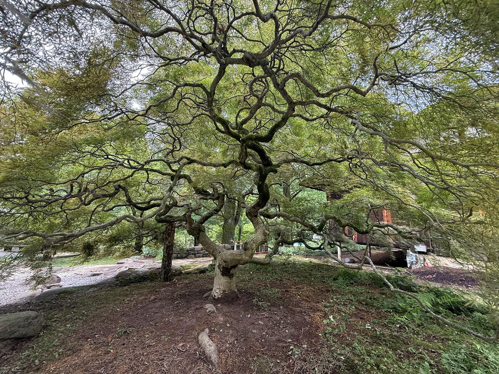 TREE-01_1095397488.jpg