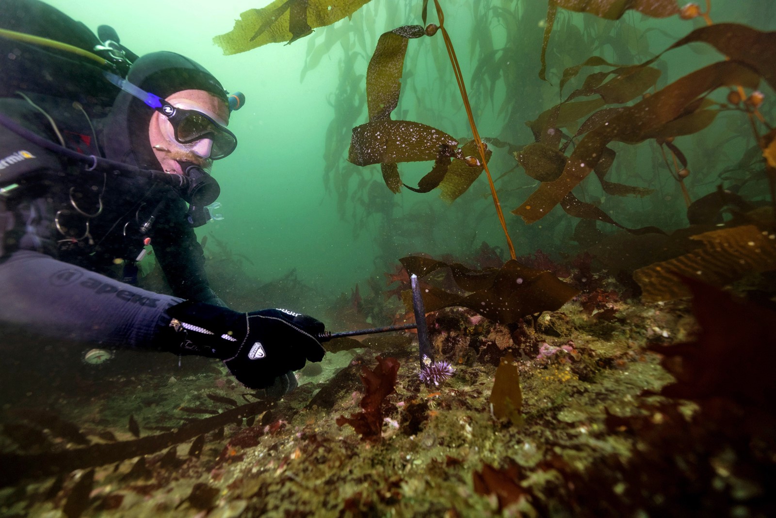 SJM-L-KELPDIVERS-0104-1_1058636239.jpg