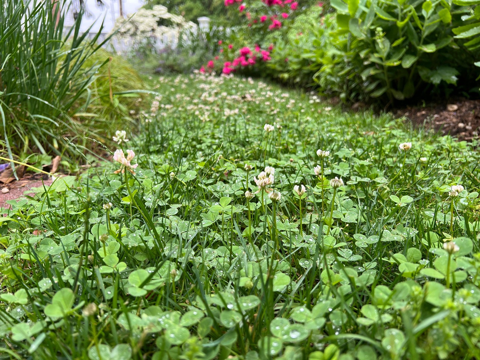 Gardening-What_Weeds_Tell_Us_73061-1_1095240503.jpg