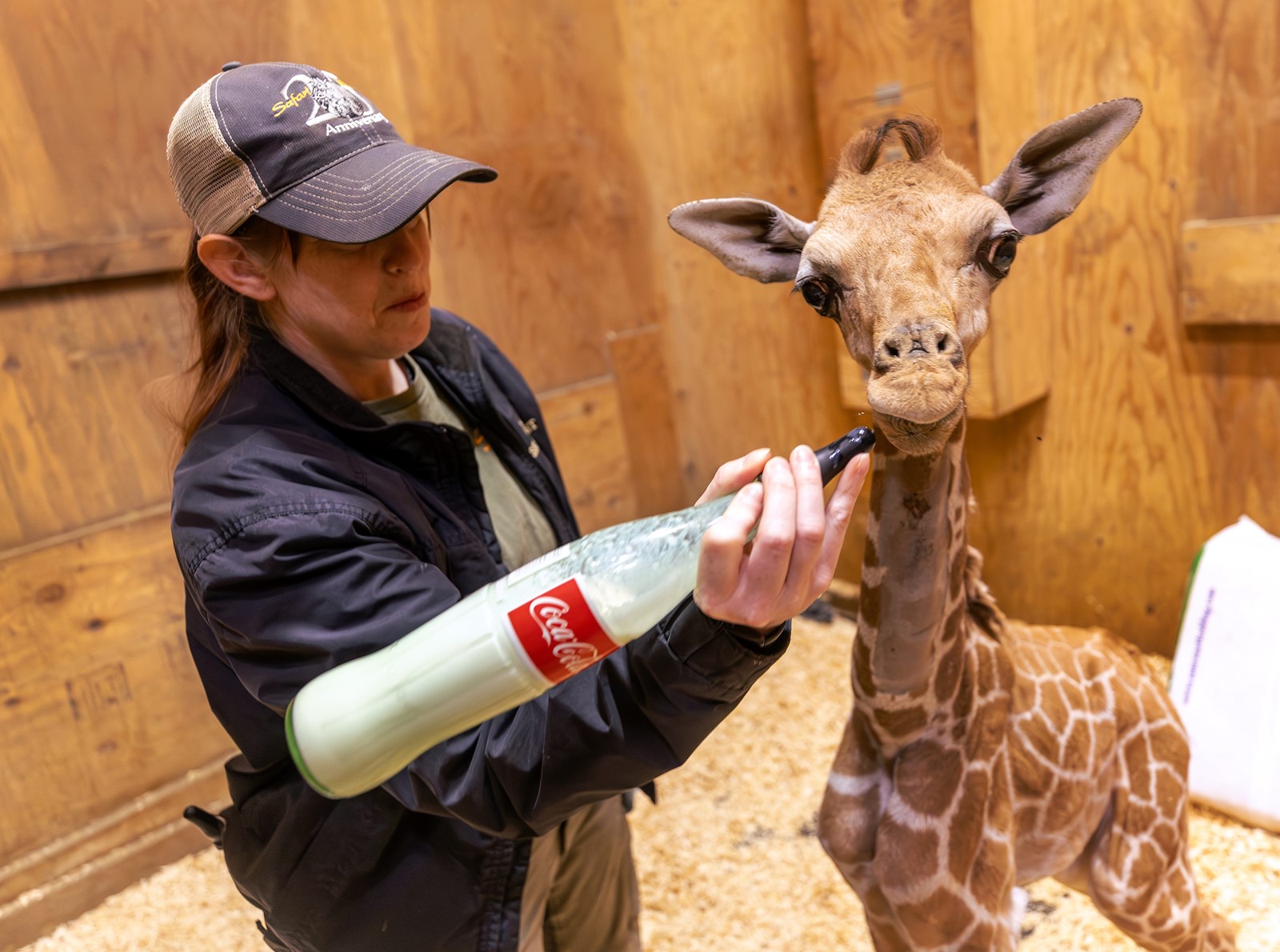 TPD-L-jb0416_giraffe_011_1105623368.jpg