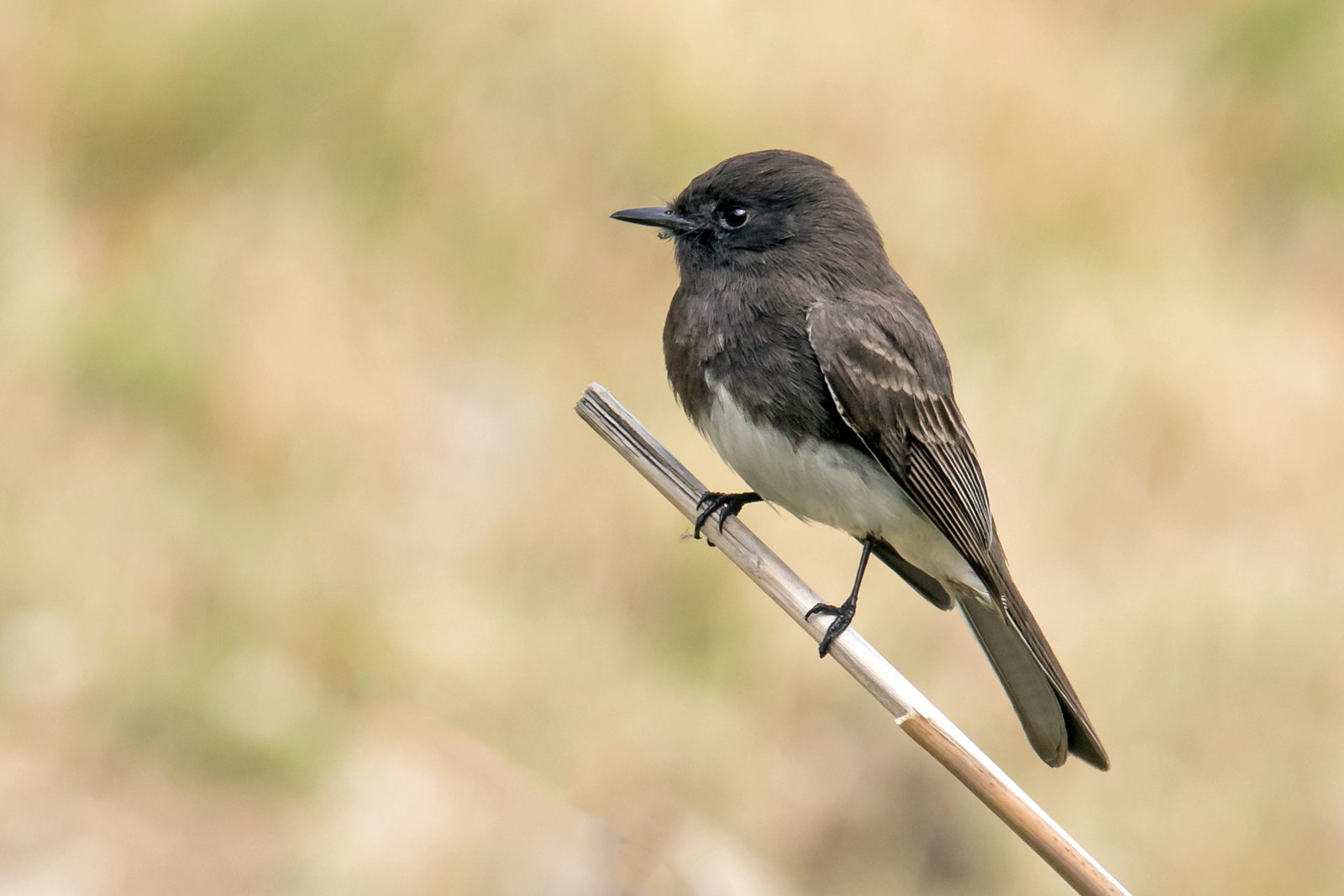 Black-Phoebe-Mick-Thompson_1081134502.jpg