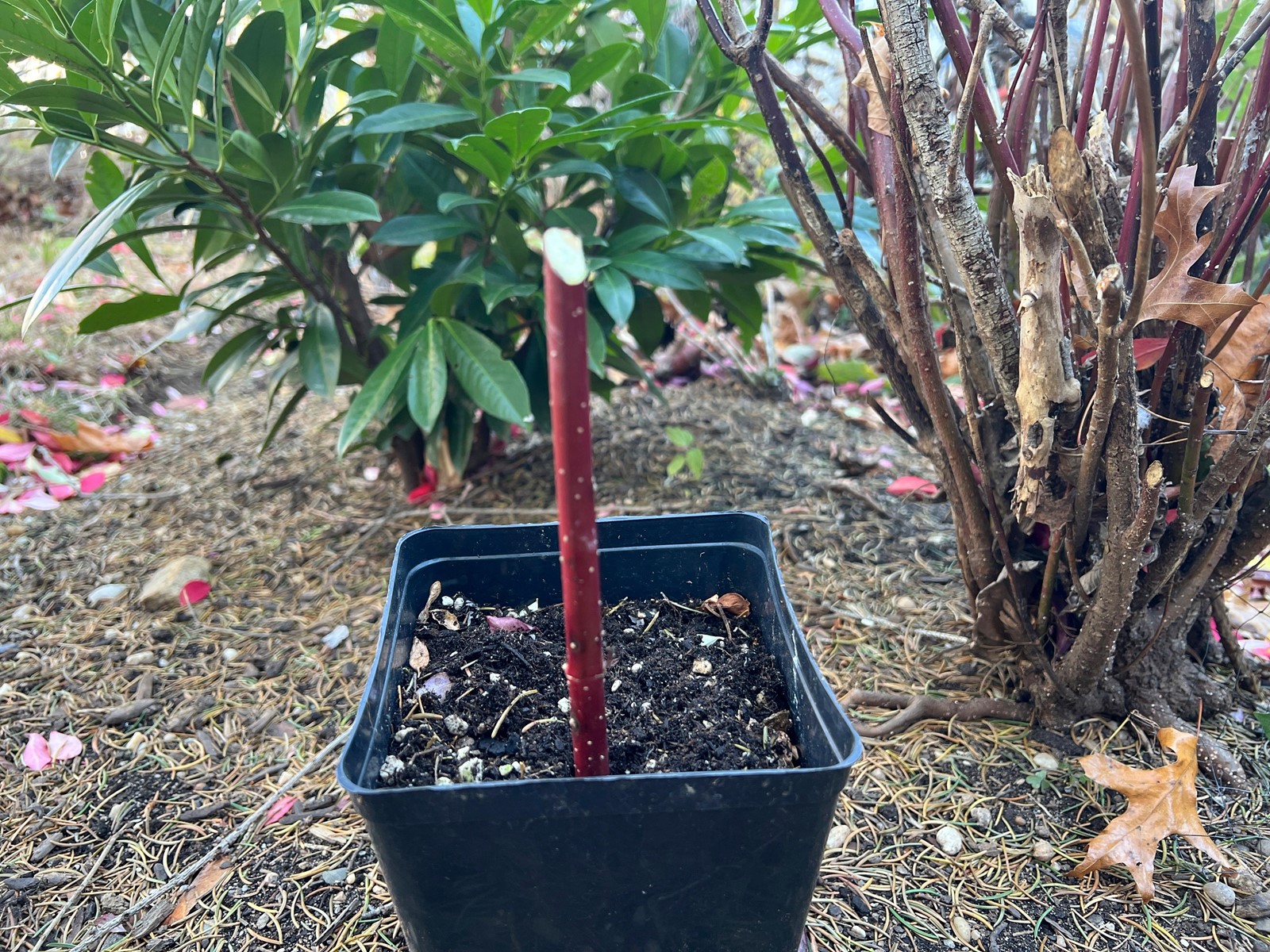 Gardening_Hardwood_Cuttings_64327#1_1087332297.jpg