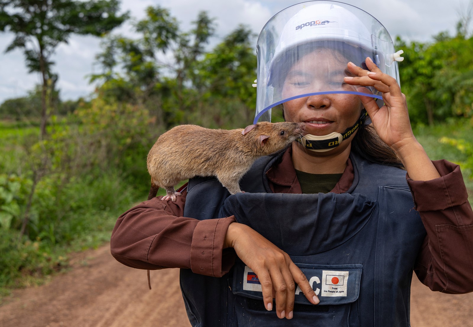 Cambodia_Demining_Rats_Photo_Gallery_15995--ea4d0_1095399043.jpg