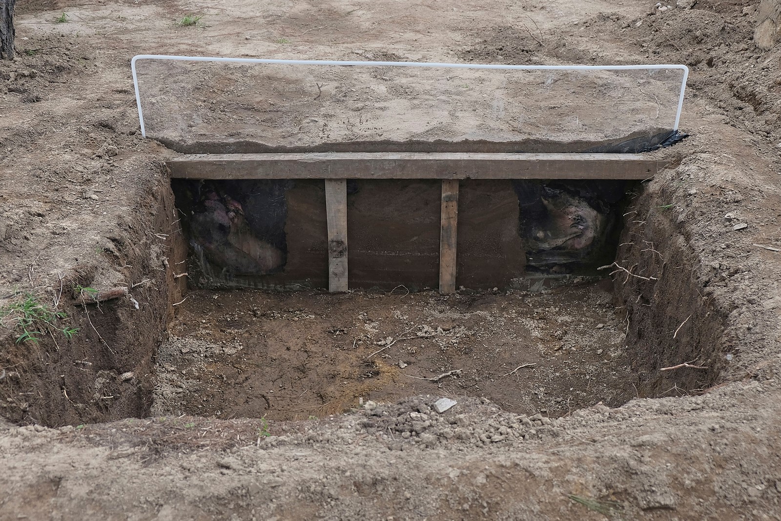 Mexico_Disappeared_Science_14988--2ab4c_1095839128.jpg