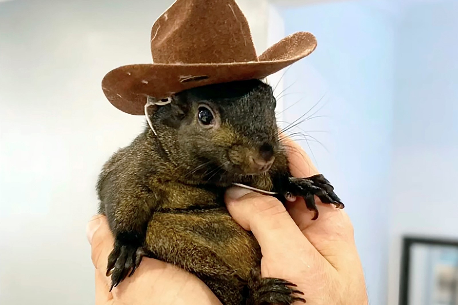 Pet_Squirrel_Seized_85935--162e2_1086013240.jpg