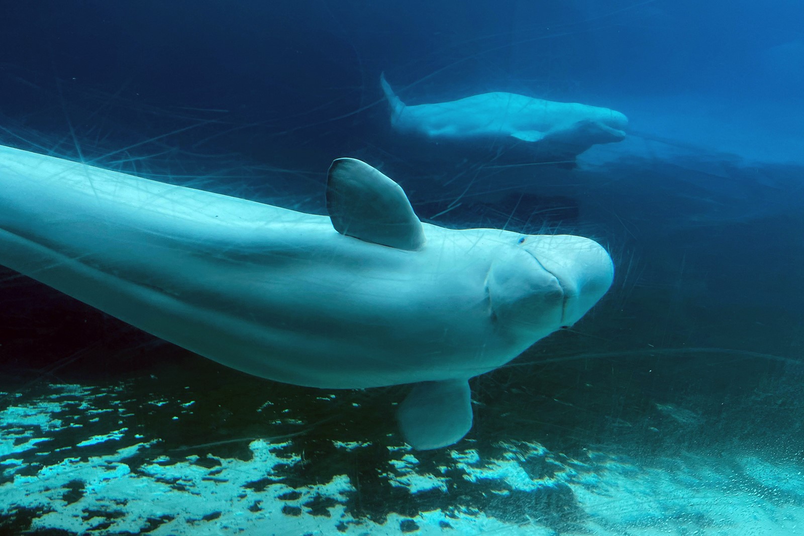 SUT-L-SEAWORLD-WHALES-0715-7#1_1108856151.jpg