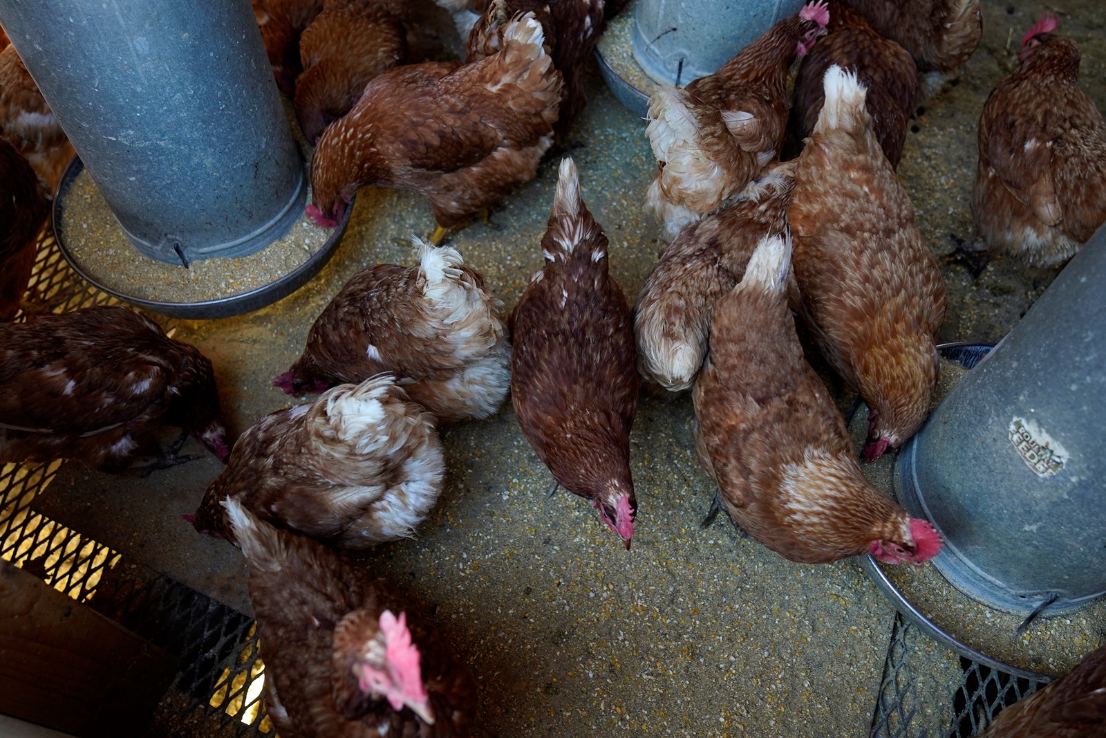 Bird_Flu_66594--8b3fd_1059865043.jpg