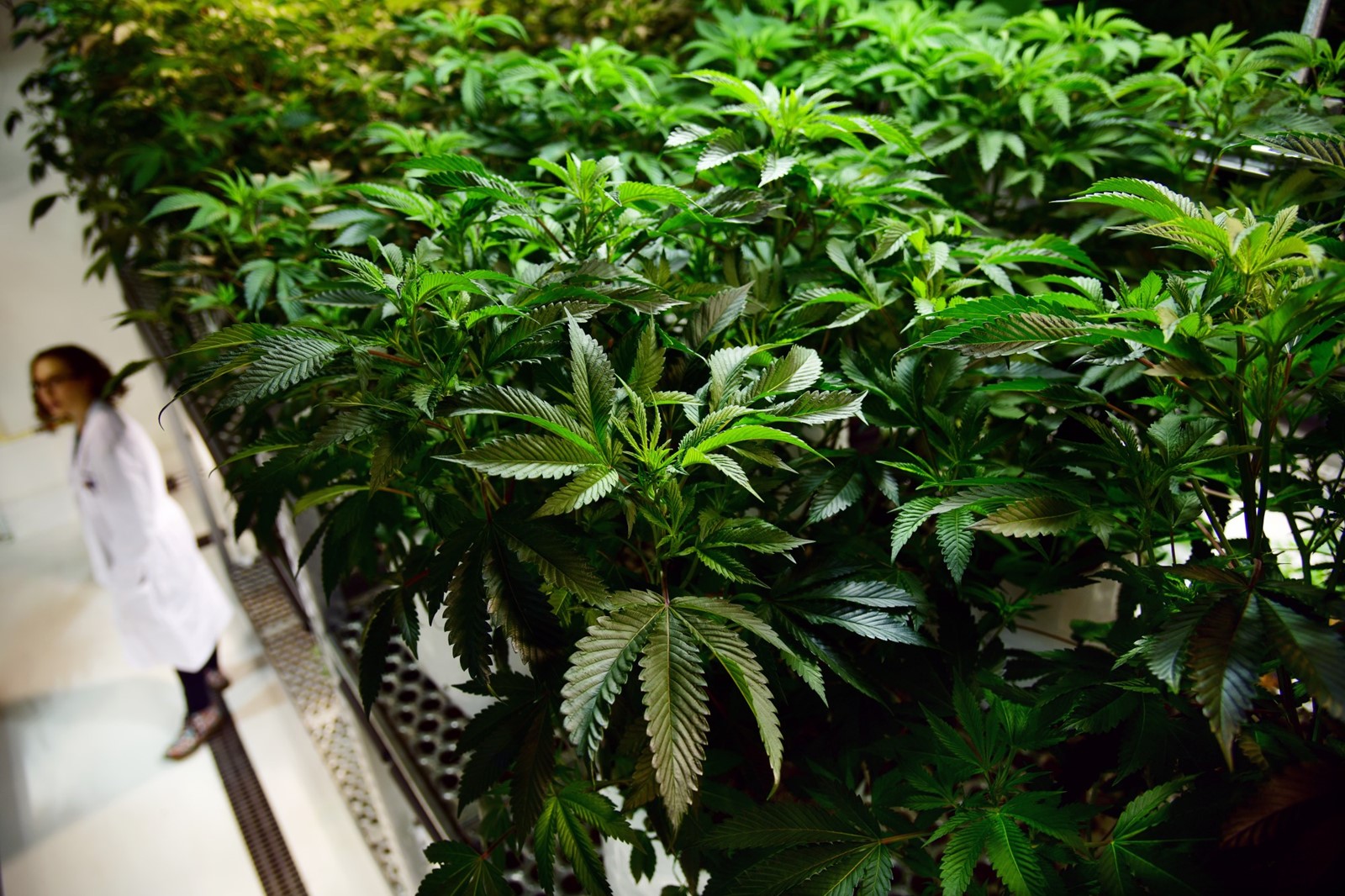 marijuana_1207_hc_721_1095202242.jpg
