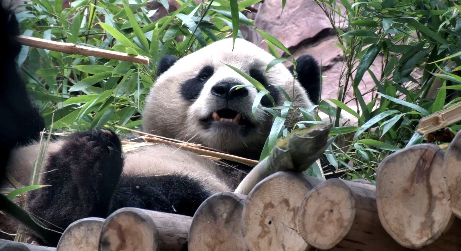 SUT-L-Panda-Cam-05_1085268789.jpg
