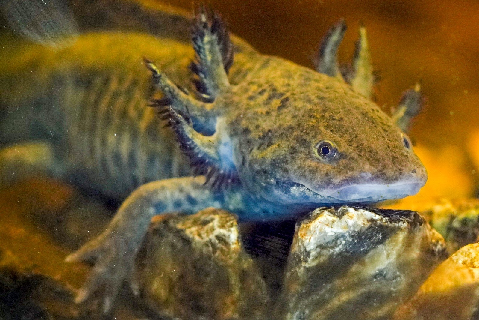 Mexico_Axolotl_69792--55de6_1090048736.jpg