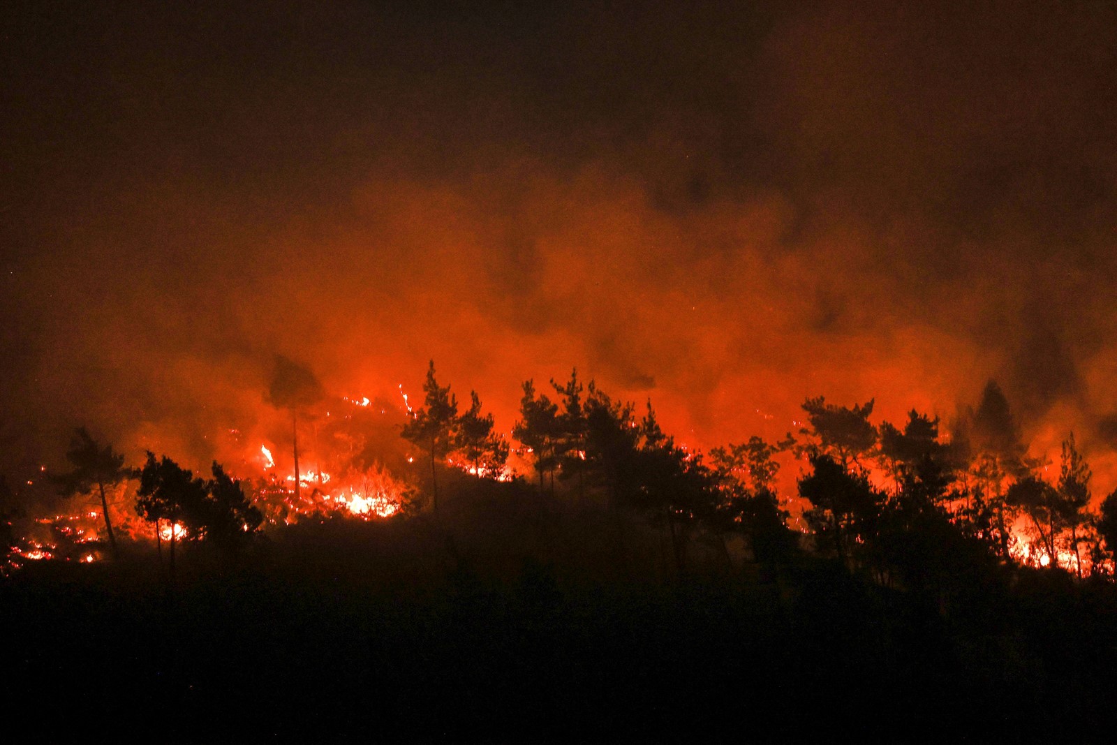 Syria_Wildfires_64068--4784b_1095291425.jpg