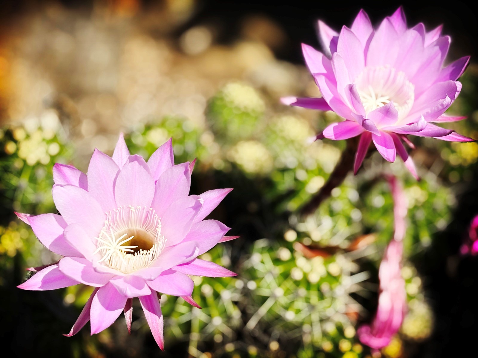 0520_NWS_RPE-L-A2-FLOWERS-0521-MA_1093335211.jpg