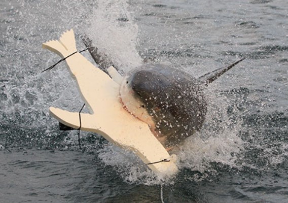 sharks_1086455322.jpg