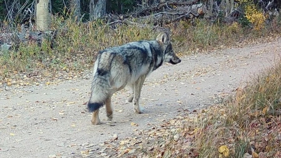 wolf_1094200060.jpg