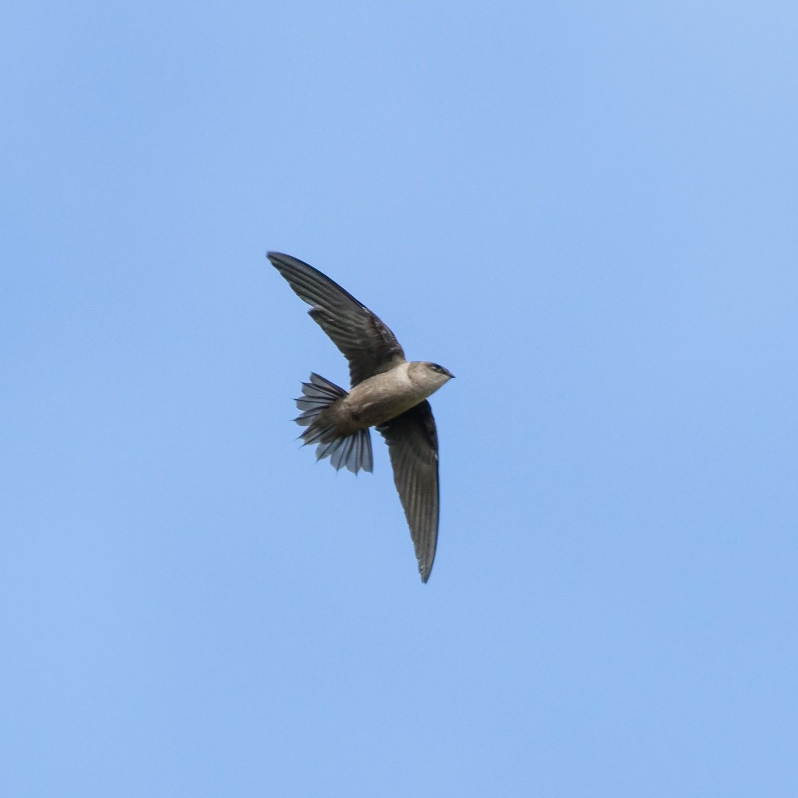 CT_IC_1017775954_1017802998_003-0922_n-chimney-swifts-st-0922_3.jpg
