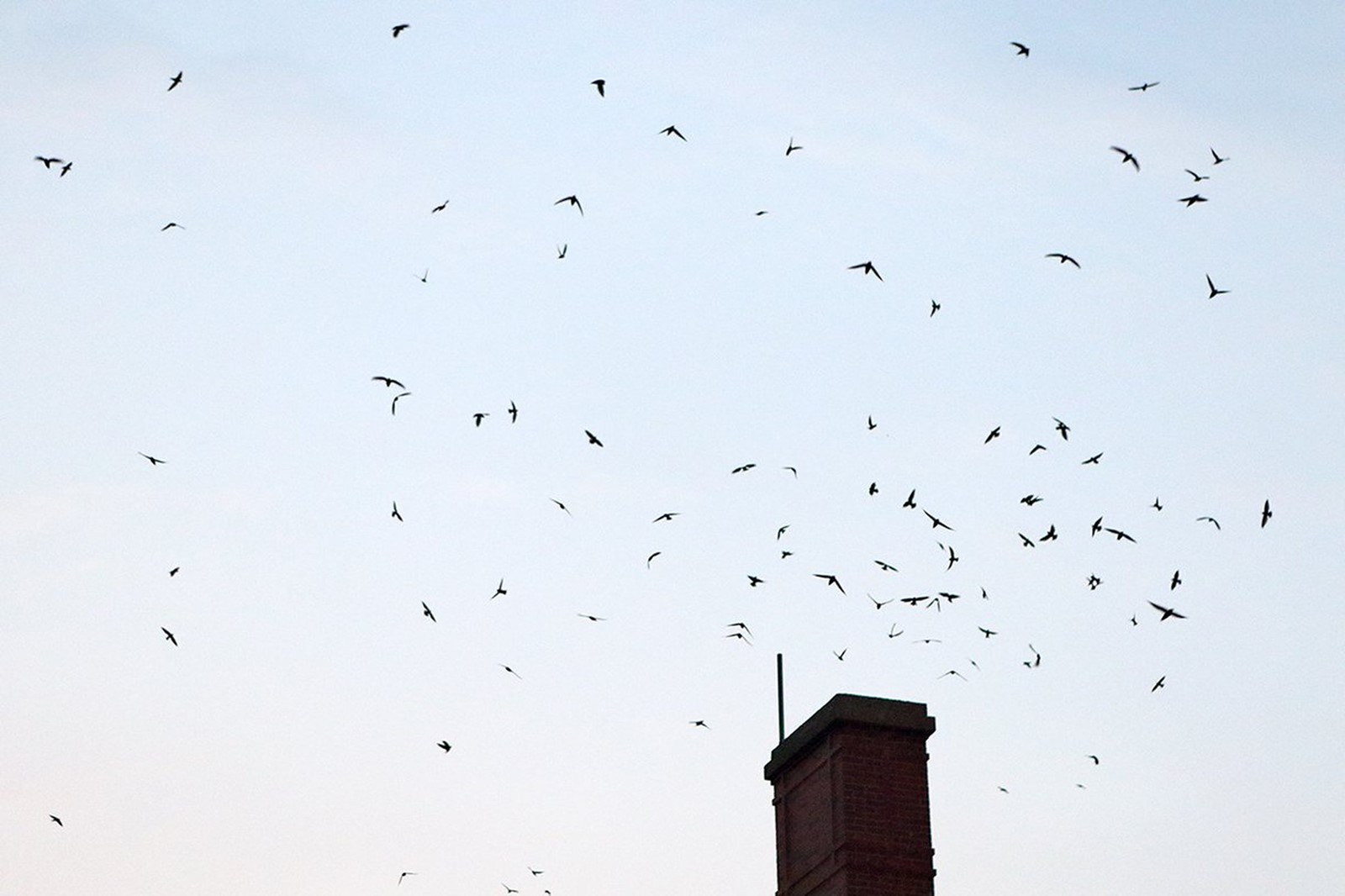 CT_IC_1017775956_1017802995_001-0922_n-chimney-swifts-st-0922_1.jpg