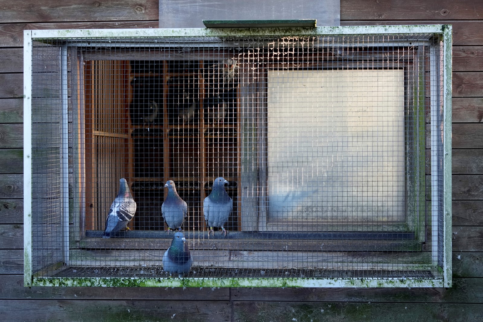 CT_IC_1052178761_1052154903_007-0119_Belgium_Grand_Theft_Pigeon_73832--18905.jpg