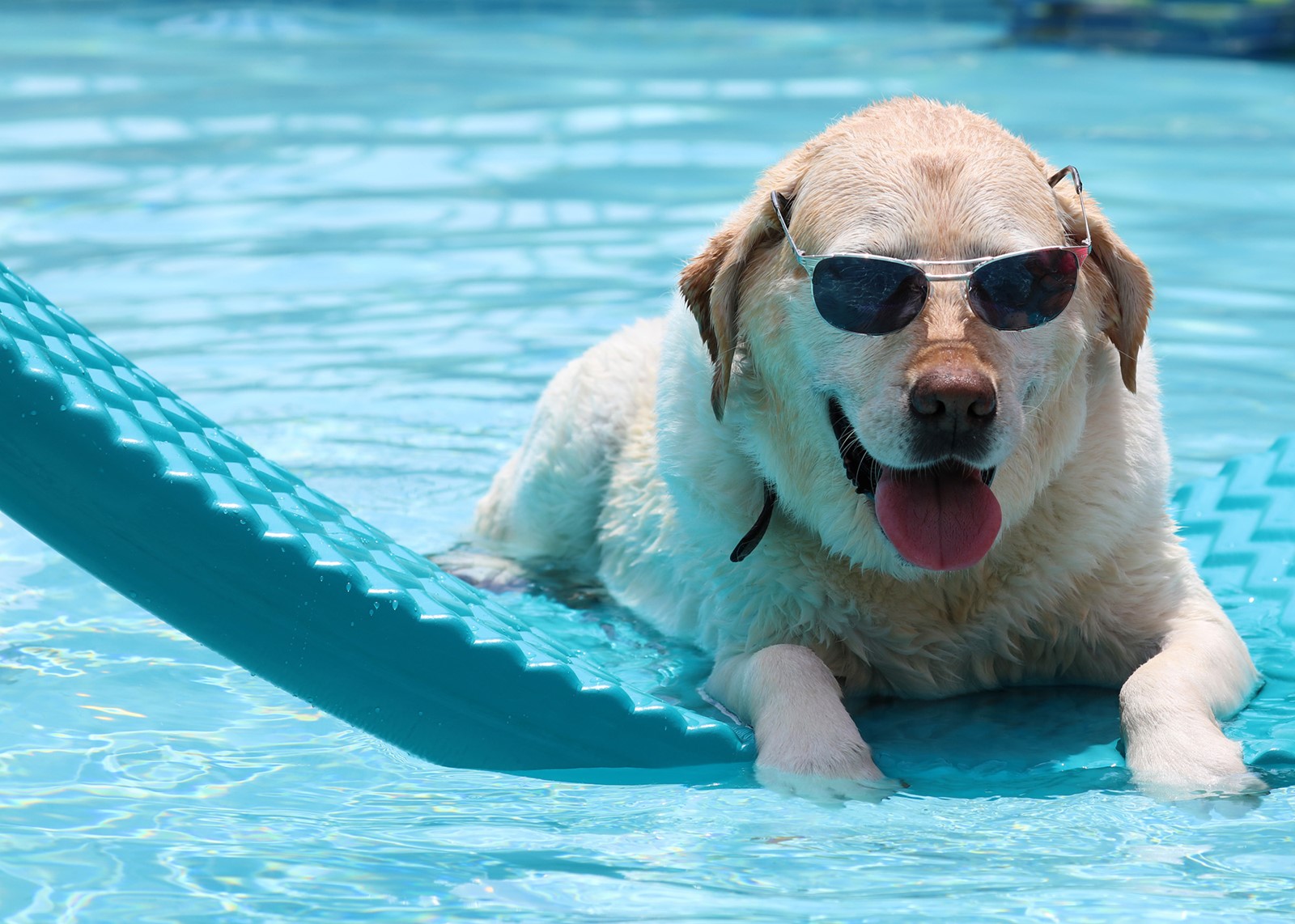 CT_IC_1025616099_1025284172_008-0629_sc-cons-pet-world-0623_2.jpg