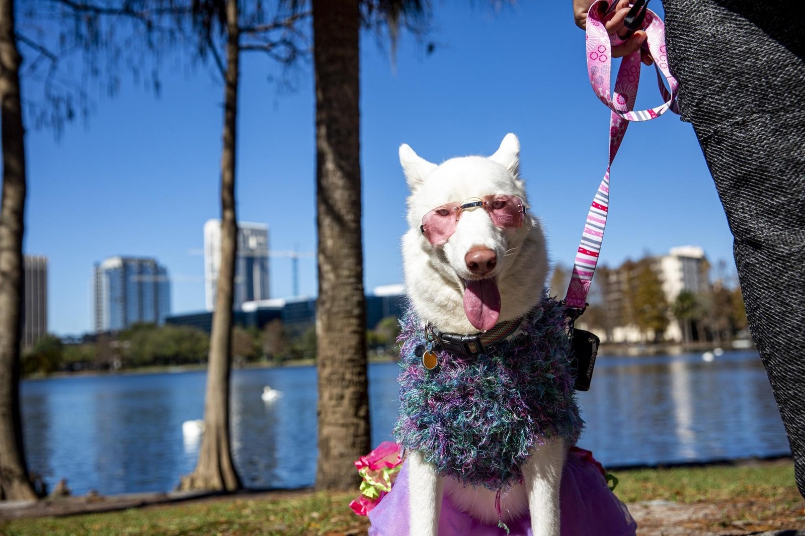 OS_IC_1047955619_1047954367_001-0825_IMG_orl-os-paws-in-the-p_2_1_0P74CKOP_L269099505#1.jpg
